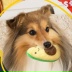 JenDoge